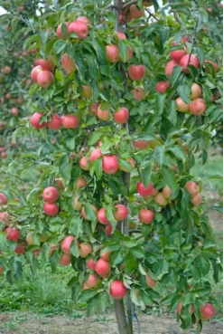 Pinova ® Malus Domestica -Pflanzenhof-online Geschäft Pinova3
