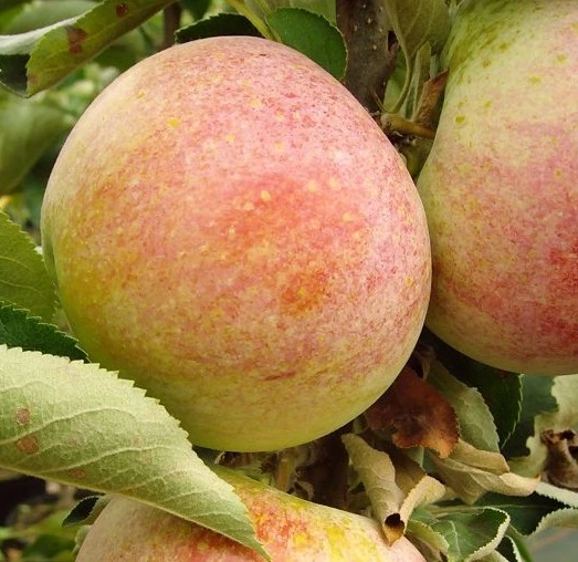 Säulenapfel `Pompink Ⓢ´ Malus Domestica `Pompink Ⓢ´ 2 Säulenapfel `Pompink Ⓢ´ Malus Domestica `Pompink Ⓢ´ – Bild 2