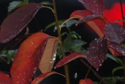 Prince William-Großfruchtige Felsenbirne Amelanchier `Prince William´ -Pflanzenhof-online Geschäft Prince William Kordes Jungpflanzen1