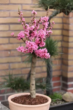 Zwergnektarine `Nectarella´ Prunus Nucipersica