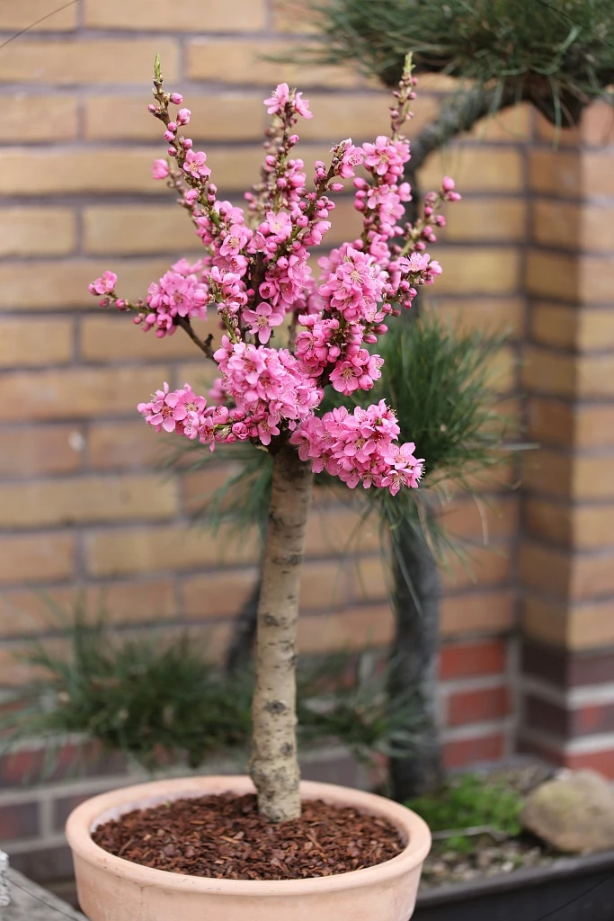 Zwergnektarine `Nectarella´ Prunus Nucipersica 1 Zwergnektarine `Nectarella´ Prunus Nucipersica