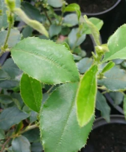 Chinesische Quitte / Holzquitte Pseudocydonia Sinensis 9 Chinesische Quitte / Holzquitte Pseudocydonia Sinensis -Pflanzenhof-online Geschäft Pseudonya sinensis chinesische Quitte