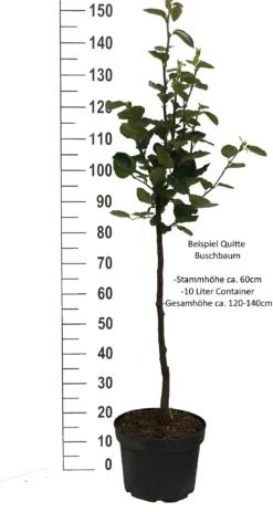 Cydora Robusta Cydonia Oblonga `Cydora Robusta´ -Pflanzenhof-online Geschäft Quitte Beispiel buschbaum weissjkFpXeMpz2mA0