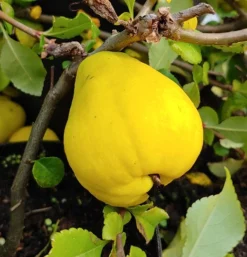 Chinesische Quitte / Holzquitte Pseudocydonia Sinensis 8 Chinesische Quitte / Holzquitte Pseudocydonia Sinensis -Pflanzenhof-online Geschäft Quitte Holzquitte