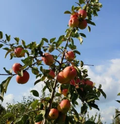 Rebella ® Malus Domestica -Pflanzenhof-online Geschäft Rebella 1