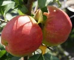 Rebella ® Malus Domestica -Pflanzenhof-online Geschäft RebellaJzAGDJsc1LAKH