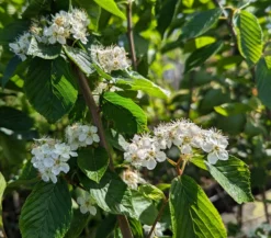 Erlenblättrige Eberesche `Red Bird´ Sorbus Alnifolia `Red Bird´ 7 Erlenblättrige Eberesche `Red Bird´ Sorbus Alnifolia `Red Bird´ -Pflanzenhof-online Geschäft Red Bird 1