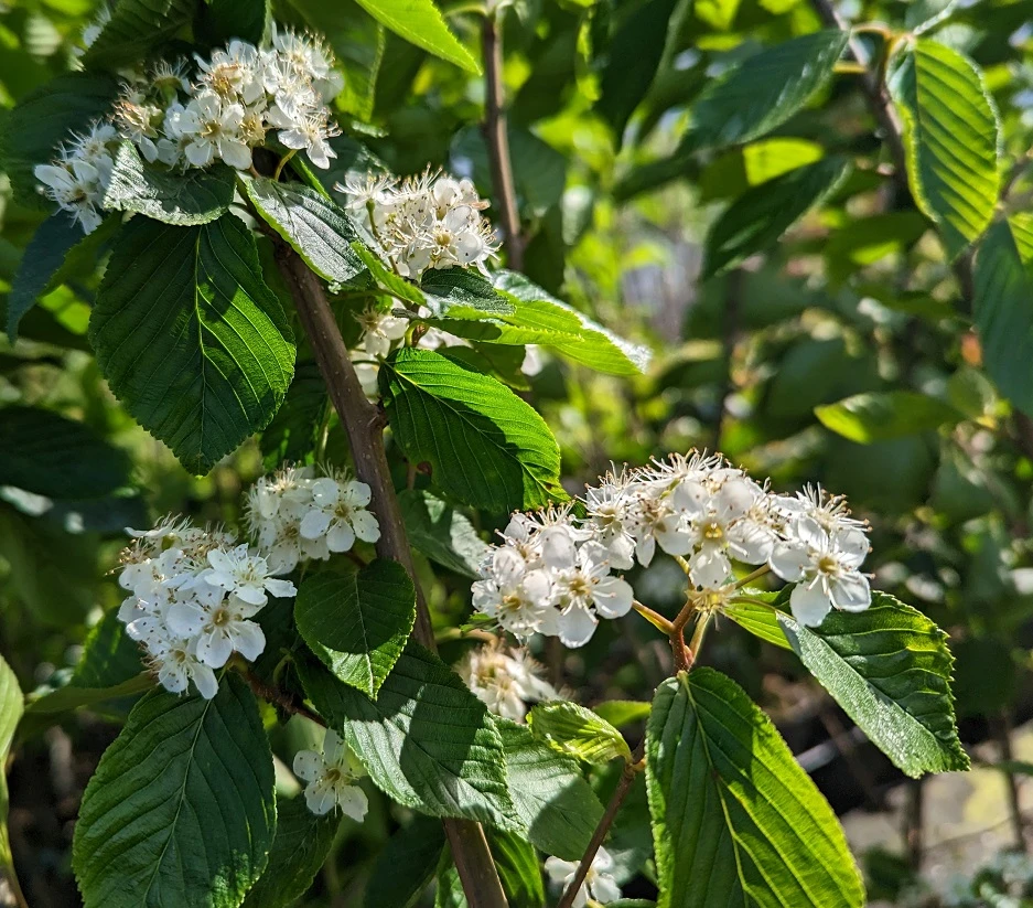 Erlenblättrige Eberesche `Red Bird´ Sorbus Alnifolia `Red Bird´ 4 Erlenblättrige Eberesche `Red Bird´ Sorbus Alnifolia `Red Bird´ – Bild 4