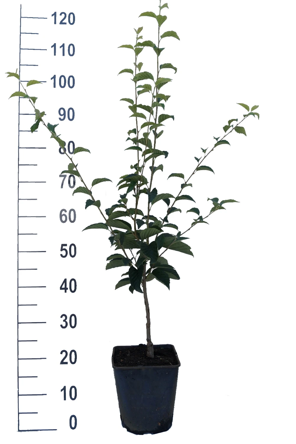 Erlenblättrige Eberesche `Red Bird´ Sorbus Alnifolia `Red Bird´ 2 Erlenblättrige Eberesche `Red Bird´ Sorbus Alnifolia `Red Bird´ – Bild 2