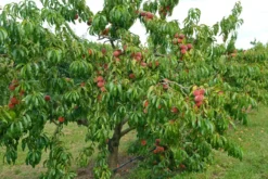 Pfirsich Red Haven Prunus Persica `Red Haven´ 10 Pfirsich Red Haven Prunus Persica `Red Haven´ -Pflanzenhof-online Geschäft Red HAven Baum