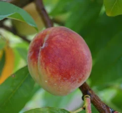 Pfirsich Red Haven Prunus Persica `Red Haven´ 11 Pfirsich Red Haven Prunus Persica `Red Haven´ -Pflanzenhof-online Geschäft Red Haven