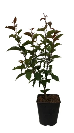 Säulenzierapfel "Red Obelisk" Malus `Red Obelisk´ 13 Säulenzierapfel "Red Obelisk" Malus `Red Obelisk´ -Pflanzenhof-online Geschäft Red Obelisk12