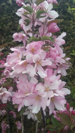 Säulenzierapfel "Red Obelisk" Malus `Red Obelisk´ 12 Säulenzierapfel "Red Obelisk" Malus `Red Obelisk´ -Pflanzenhof-online Geschäft Red Obelisk5728ab6c725bc scaled