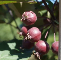 Säulenzierapfel "Red Obelisk" Malus `Red Obelisk´ 9 Säulenzierapfel "Red Obelisk" Malus `Red Obelisk´ -Pflanzenhof-online Geschäft Red Obelisk5b3b7e7a79821