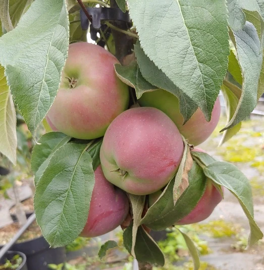 Säulenapfel `Red River´ Malus Domestica `Red River´ 3 Säulenapfel `Red River´ Malus Domestica `Red River´ – Bild 3
