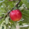 Reglindis ® Malus Domestica `Reglindis´