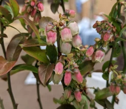 Heidelbeere - Reka Vaccinum Corymbosum `Reka´ 7 Heidelbeere - Reka Vaccinum Corymbosum `Reka´ -Pflanzenhof-online Geschäft Reka Bl te