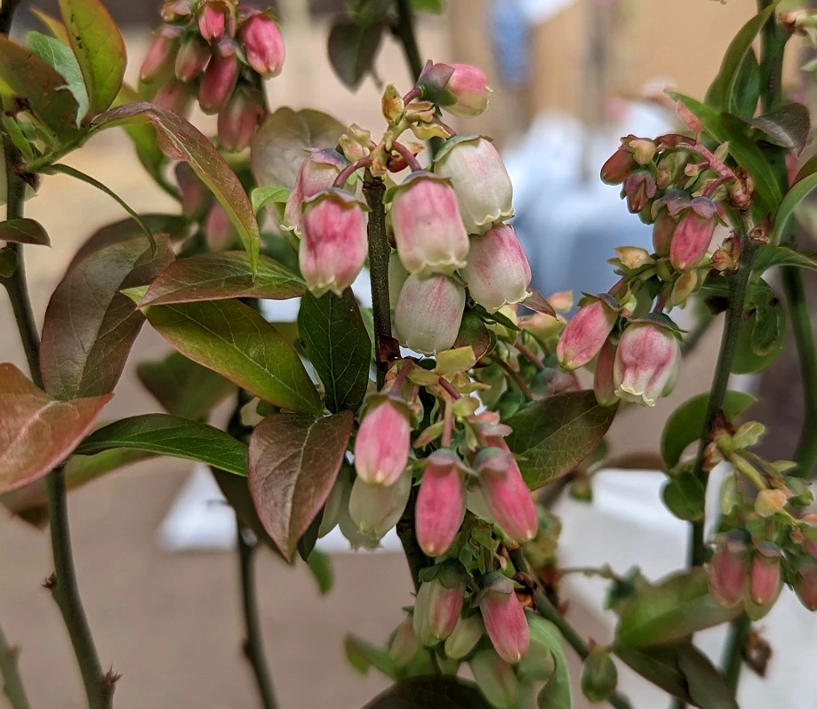 Heidelbeere - Reka Vaccinum Corymbosum `Reka´ 4 Heidelbeere - Reka Vaccinum Corymbosum `Reka´ – Bild 4