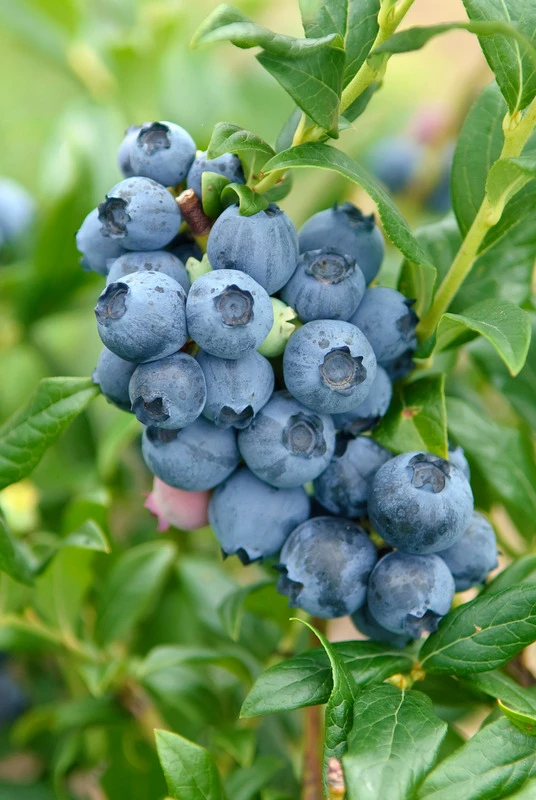 Heidelbeere - Reka Vaccinum Corymbosum `Reka´ 2 Heidelbeere - Reka Vaccinum Corymbosum `Reka´ – Bild 2