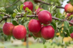 Rewena ® Malus Domestica -Pflanzenhof-online Geschäft Rewena 2