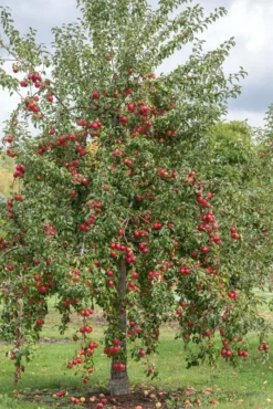 Rewena ® Malus Domestica -Pflanzenhof-online Geschäft Rewena