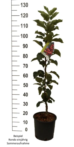 Säulenapfel `Rondo´ Malus Domestica `Rondo´ -Pflanzenhof-online Geschäft Rondo einj hrig weiss