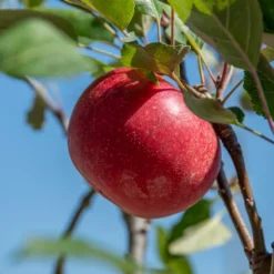 Rosette® Malus Domestica 11 Rosette® Malus Domestica -Pflanzenhof-online Geschäft Rosette 2