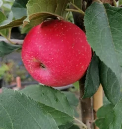 Rosette® Malus Domestica 9 Rosette® Malus Domestica -Pflanzenhof-online Geschäft Rosette2