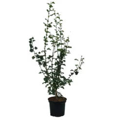 Rotdorn `Pauls Scarlet´ Crataegus Laevigata `Pauls Scarlet´ -Pflanzenhof-online Geschäft Rotdorn Pauls Scarlet