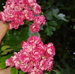 Rotdorn `Pauls Scarlet´ Crataegus Laevigata `Pauls Scarlet´ -Pflanzenhof-online Geschäft Rotdorn bl te