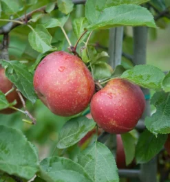 Roter Boskoop Malus Domestica -Pflanzenhof-online Geschäft Roter Boskoop Apfel