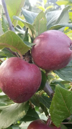 Rotfleischiger Apfel Malus Domestica -Pflanzenhof-online Geschäft Rotfleishciger APfel scaled