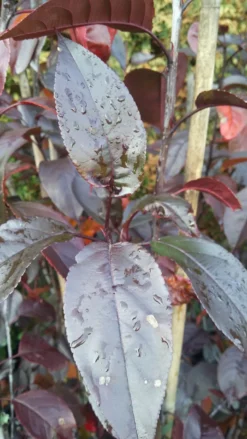 Zierapfel Royalty Malus `Royalty´ -Pflanzenhof-online Geschäft Royalty scaled