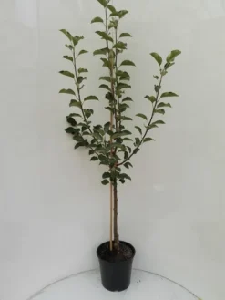 Rubinola Ⓢ Malus Domestica `Rubinola´ -Pflanzenhof-online Geschäft Rubinola Baum