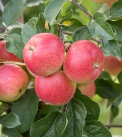 Rubinola Ⓢ Malus Domestica `Rubinola´