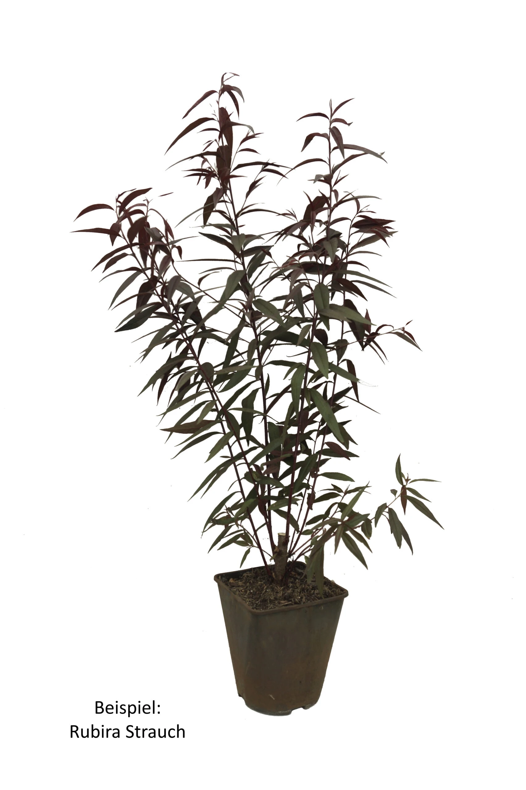 Blutpfirsich `Rubira´, Rotlaubig Prunus Persica `Rubira´ 2 Blutpfirsich `Rubira´, Rotlaubig Prunus Persica `Rubira´ – Bild 2