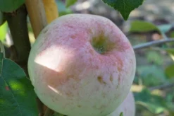 Russinka Malus Domestica `Russinka´ -Pflanzenhof-online Geschäft Russinka2