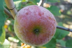 Russinka Malus Domestica `Russinka´ -Pflanzenhof-online Geschäft Russinka3