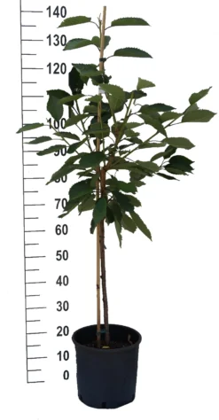 Burlat Prunus Avium `Burlat´ -Pflanzenhof-online Geschäft S sskirsche Beispiel BuschbaumOnAmMne2kEpwb