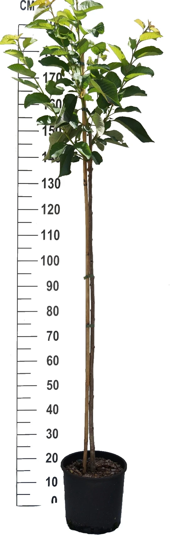 Dönissen´s Gelbe Knorpelkirsche Prunus Avium `Dönissen´s Gelbe Knorpelkirsche´ 2 Dönissen´s Gelbe Knorpelkirsche Prunus Avium `Dönissen´s Gelbe Knorpelkirsche´ – Bild 2