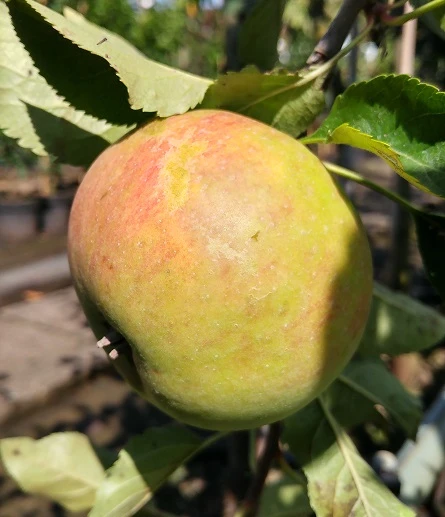 Säulenapfel `Goldcats´ Malus Domestica `Goldcats´ 1 Säulenapfel `Goldcats´ Malus Domestica `Goldcats´