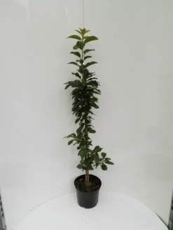 Säulensauerkirsche `Jachim´ Prunus Cerasus `Jachim´ 8 Säulensauerkirsche `Jachim´ Prunus Cerasus `Jachim´ -Pflanzenhof-online Geschäft S ulensauerkirsche