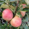 Zwergapfel Maloni® `Sally´® Malus Domestica `Sally´