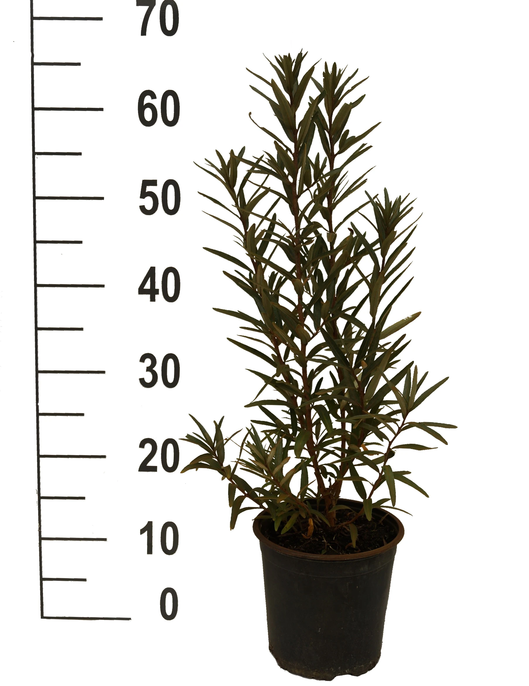 Sanddorn-Set - Kompakte Sorten (männlich&weiblich) Hippophae Rhamnoides 2 Sanddorn-Set - Kompakte Sorten (männlich&weiblich) Hippophae Rhamnoides – Bild 2