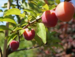 Santa Rosa Japanische Pflaume Prunus Salicina `Santa Rosa´ -Pflanzenhof-online Geschäft Santa Rosa Frucht im Juli