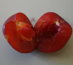 Santa Rosa Japanische Pflaume Prunus Salicina `Santa Rosa´ -Pflanzenhof-online Geschäft Santa rosa fruchtfleisch