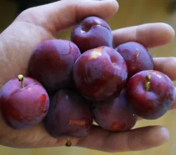 Santa Rosa Japanische Pflaume Prunus Salicina `Santa Rosa´ -Pflanzenhof-online Geschäft Santa rosa45