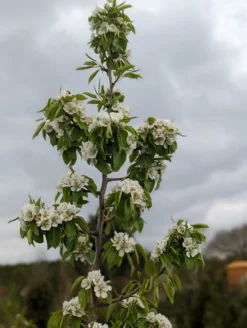 Säulenbirne `Saphira´ 150-175cm (zweijährig) Pyrus Communis `Saphira´ 5 Säulenbirne `Saphira´ 150-175cm (zweijährig) Pyrus Communis `Saphira´ -Pflanzenhof-online Geschäft Saphira Bl te2