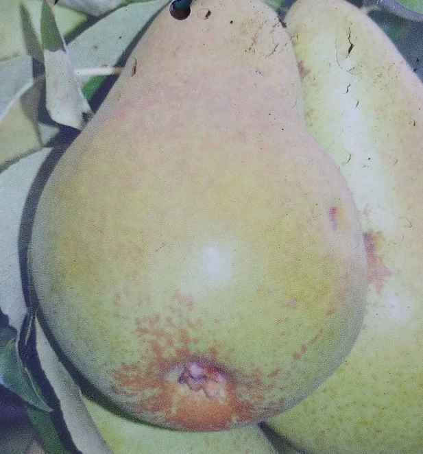 Säulenbirne `Saphira´ 150-175cm (zweijährig) Pyrus Communis `Saphira´ 1 Säulenbirne `Saphira´ 150-175cm (zweijährig) Pyrus Communis `Saphira´