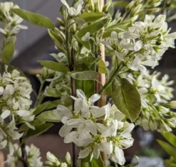 Saskatoon Berry Amelanchier Alnifolia `Saskatoon Berry´ -Pflanzenhof-online Geschäft Saskatoon berry Bl te